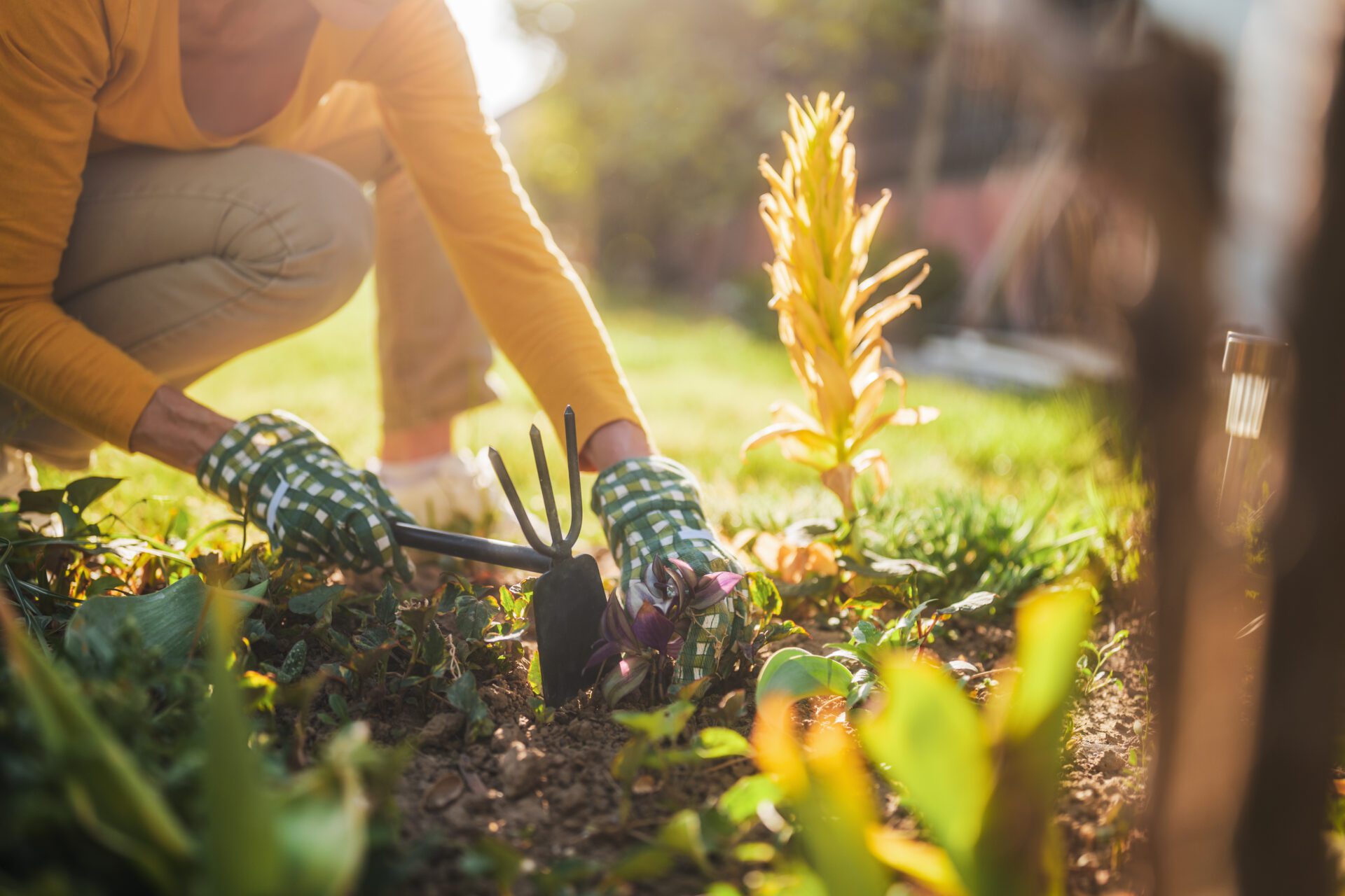 Close up image of senior woman gardening in her yard. She is using rake while planting a flower.